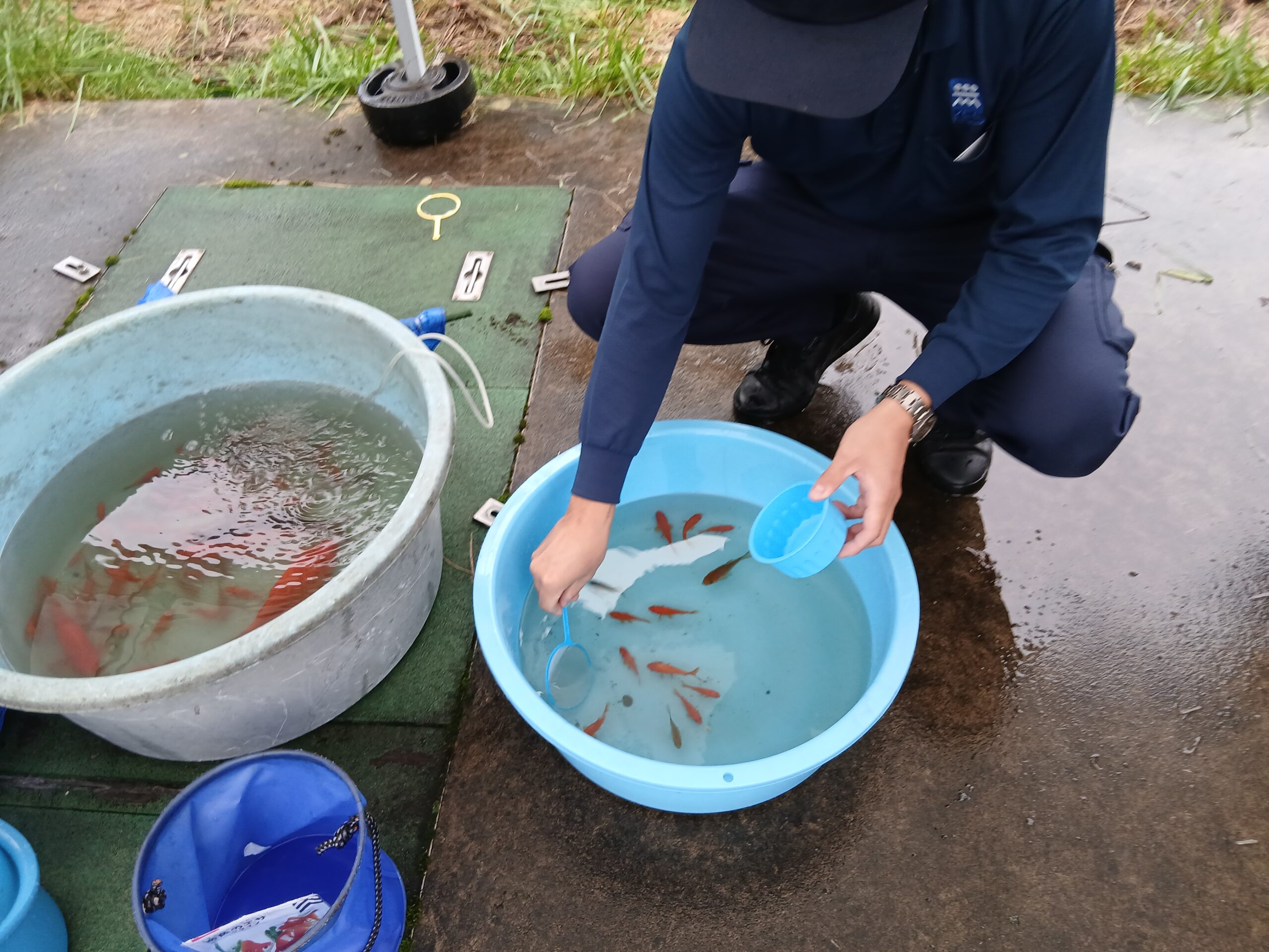 金魚すくいの様子